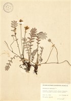 藏品(鵝絨委陵菜)的圖片